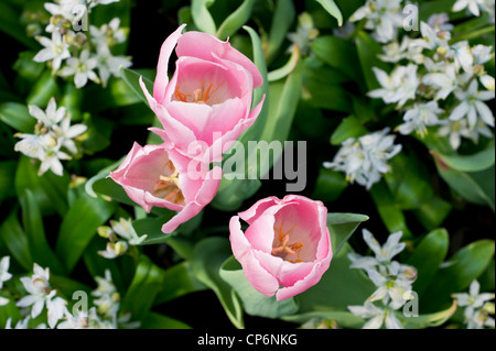 Rosa Tulpen und weißen Sterne Hyazinthen Stockfoto