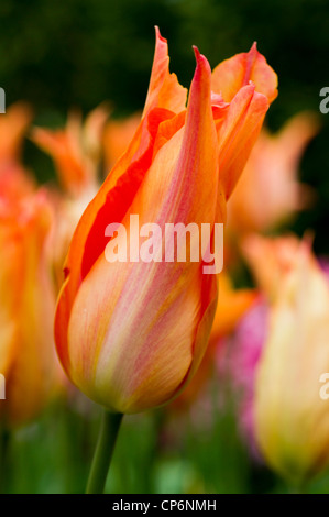 Soft orange Tulpe Stockfoto