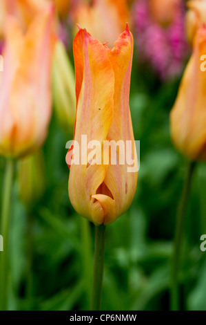 Soft orange Tulpe Stockfoto