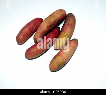 Australische Finger Limes (Citrus Australasicus) isoliert auf weißem Hintergrund Stockfoto