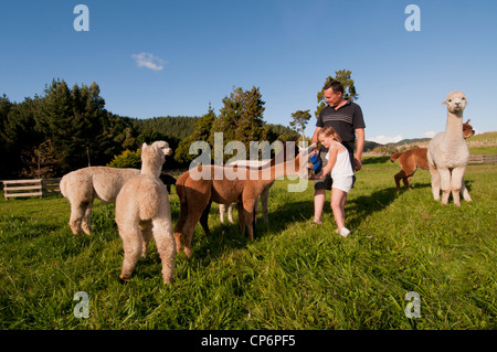 Weiter und Tochter Fütterung Alpakas auf dort leben Stil Abschnitt, Neuseeland Stockfoto