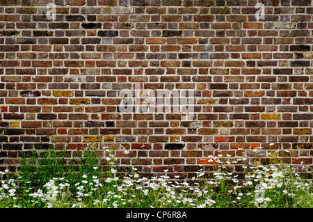 Alte Mauer und Gänseblümchen Stockfoto