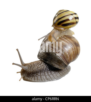 Studiofotografie einer Hain-Schnecke während der Fahrt auf einer Weinrebe Schnecke in weißem Rücken Stockfoto