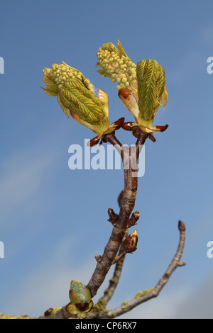 Knospen an Sweet Chestnut Baum im Frühling Stockfoto