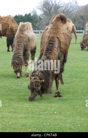 Zwei bucklig Kamel in einer Koppel Camelus Dromedar Stockfoto