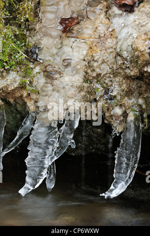 Eis fließt in Cotswold Woodland, Kilcott Bach, Midger Holz Stockfoto