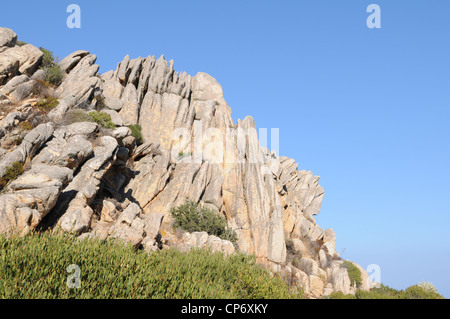 Baum auf Felsformationen Cala Coticcio Caprera Insel La Maddalena Archipelalgo Nationalpark, Sardinien, Italien Stockfoto