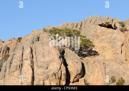 Baum auf Felsformationen Cala Coticcio Caprera Insel La Maddalena Archipelalgo Nationalpark, Sardinien, Italien Stockfoto