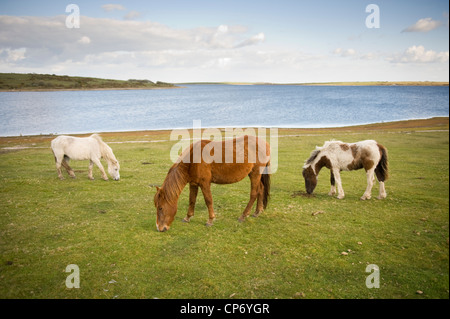 Dartmoor Pony Stockfoto