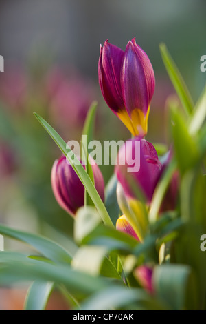 Tulpen namens Tulipa Humilis "Persische Perle" Stockfoto