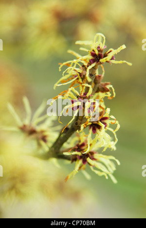 Hamamelis-Hamamelis x intermedia 'Pallida' Stockfoto