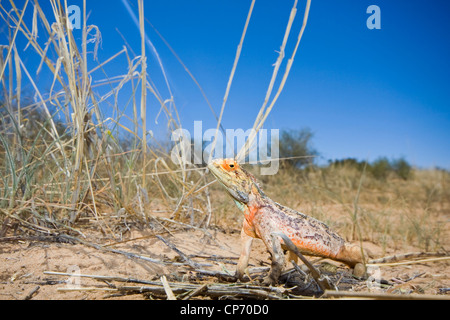 Boden-Agama Farben am Boden (Agama Aculeata) Zucht Stockfoto