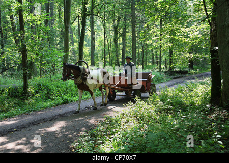 Pferdewagen für Touristen in Bialowieza Nationalpark, Polen Stockfoto