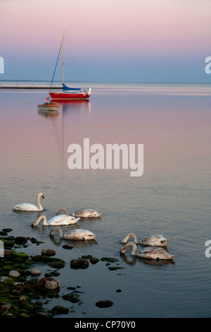 Schwäne an der Küste, Kuznica, Polen Stockfoto