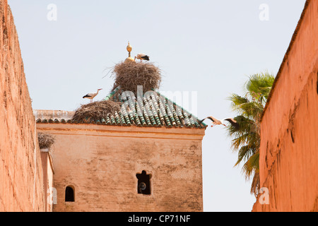 Weißstörche (Ciconia Ciconia) Nest auf dem Dach des El-Badi-Palast erbaute die Nachricht in Marrakesch, Marokko, Nordafrika. Stockfoto