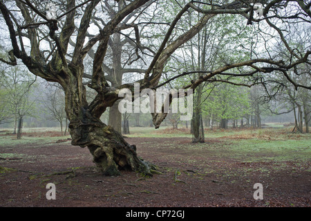 Ein Alter verdrehten Baum in Thorndon Park Stockfoto