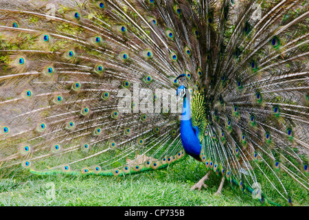 Pfau, die Verbreitung seiner Federn Stockfoto