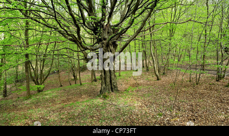 Einen alten Baum in Thorndon Park in Essex Stockfoto