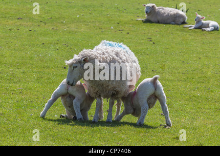 Zwei Lämmer füttern von ihrer Mutter auf Romney Marsh, in der Nähe von Roggen, East Sussex. Stockfoto