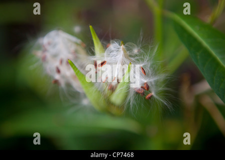 Milkweed Pod bei Butterfly World, Klapmuts, Südafrika Stockfoto