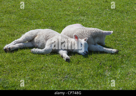 Zwei Lämmer schlafend in einem Feld auf Romney Marsh, in der Nähe von Roggen, East Sussex. Stockfoto