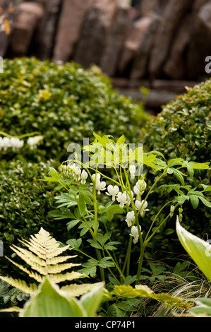 Lamprocapnos Spectabilis 'Alba' sy Dicentra Spectabilis, Tränendes Herz weiß Stockfoto