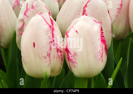 Zwei Tulpen vor viele mehr Stockfoto