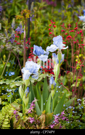 Iris 'Bel Azur"mit Heuchera sanguineaund 'Ruby Bells', Brunnera Macrophylla und Epimedium Grandiflorum 'Lilafee' Stockfoto