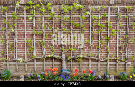 Ein Birnbaum espaliered in einen Kordon Stockfoto