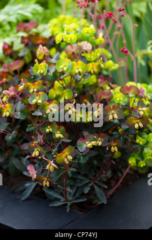 Euphorbia Amygdaloides 'Purpurea', Holz-Wolfsmilch 'Purpurea' Stockfoto