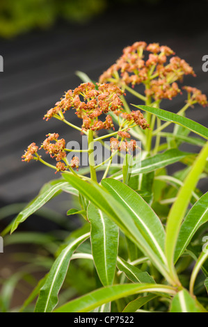 Euphorbia Mellifera, Honig Wolfsmilch in Blüte Stockfoto