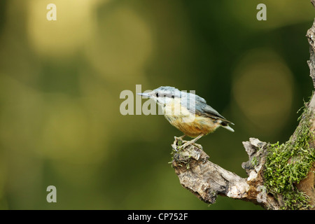 Kleiber (Sitta Europaea) eurasischen juvenile suchen zerlumpt ein wenig, während auf einen Baum Haken Stockfoto