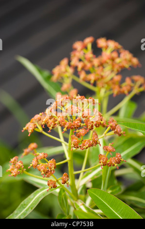 Euphorbia Mellifera, Honig Wolfsmilch in Blüte Stockfoto