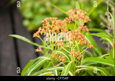 Euphorbia Mellifera, Honig Wolfsmilch in Blüte Stockfoto