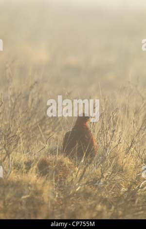 Männliche Moorschneehuhn (Lagopus Lagopus Scotica) auf Moorland Gräser und alte Heide im Nebel und sanftes goldenes Licht Stockfoto