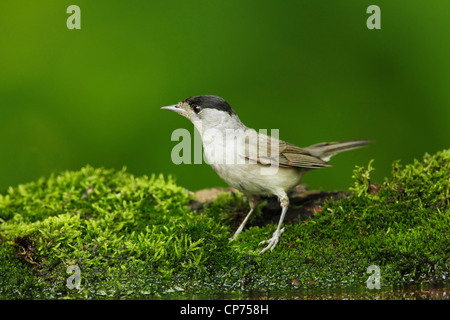 Mönchsgrasmücke (Sylvia Atricapilla) männlichen am Rande eines Teiches Wald Stockfoto