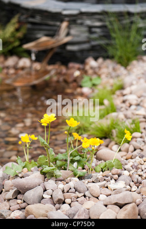 Marsh Marigold, Schaugarten Caltha Palustris in der "Regeneration" an der 2012 RHS zeigen Cardiff Stockfoto