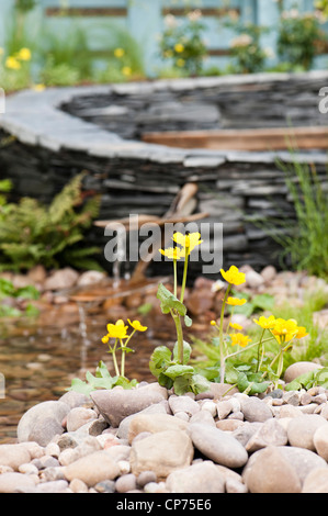 Marsh Marigold, Schaugarten Caltha Palustris in der "Regeneration" an der 2012 RHS zeigen Cardiff Stockfoto