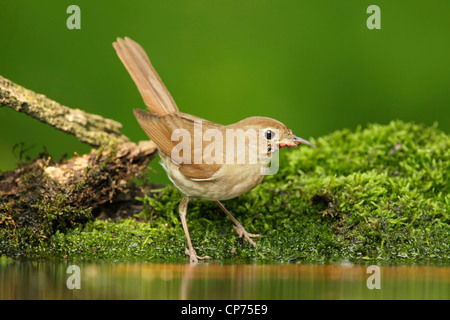 Nachtigall (Luscinia Megarhynchos) mit einer deformierten niedriger Unterkiefer seines Schnabels Stockfoto