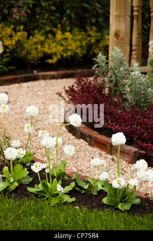 Trommelstock Primeln in den "Circle of Life" anzeigen Garden, 2012 RHS Flower Show Cardiff Stockfoto