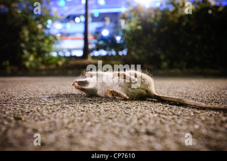 Eine tote Ratte auf einem Radweg in New York City, NY, USA. Stockfoto