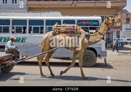 Ein Kamel zieht einen Karren auf der Straße in Jodhpur, Indien. Stockfoto