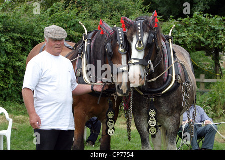 Shire Horses und Handler in Heddington und Stockley Steam Rally. Stockfoto