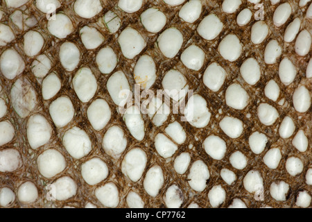 Amerikanischer Alligator Alligator Mississippienensis, Detail des Bauchschuppen, Louisiana Stockfoto