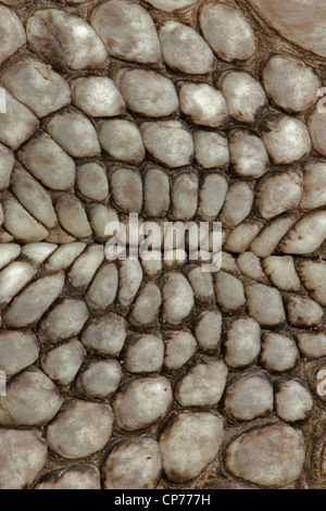 Amerikanischer Alligator Alligator Mississippienensis, Detail des Bauchschuppen, Louisiana Stockfoto