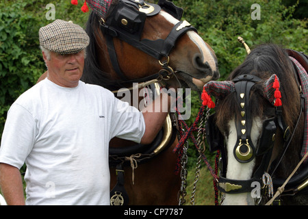 Shire Horses und Handler in Heddington und Stockley Steam Rally. Stockfoto