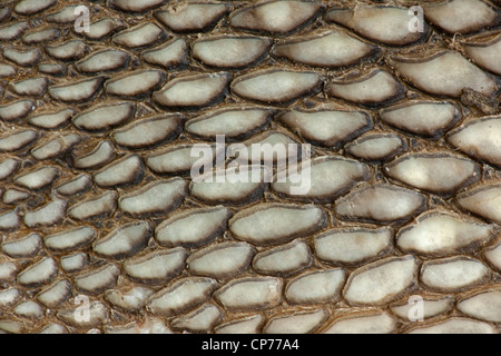 Amerikanischer Alligator Alligator Mississippienensis, Detail des Bauchschuppen, Louisiana Stockfoto