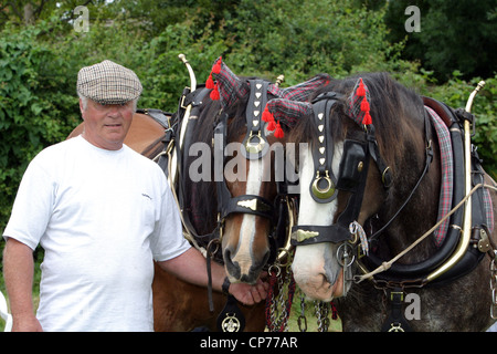 Shire Horses und Handler in Heddington und Stockley Steam Rally. Stockfoto