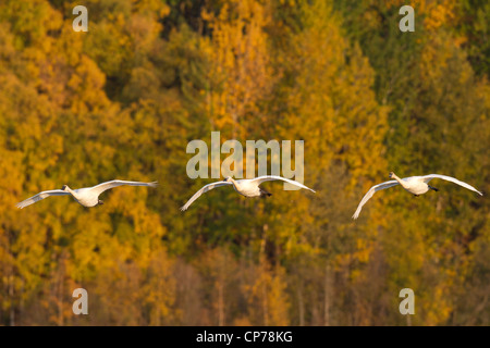 Trumpeter Schwäne im Flug bei Potter Sumpf in der Nähe von Anchorage, Alaska Yunan, Herbst Stockfoto