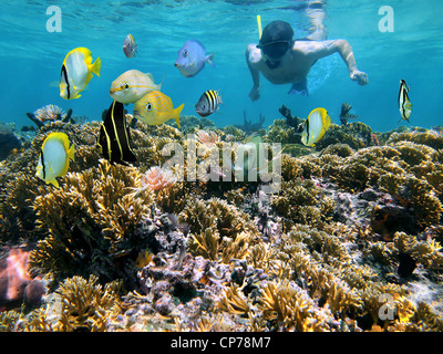 Mann unter Wasser Schnorcheln an einem seichten Korallenriff mit tropischen Fischen vor ihm, Karibik Stockfoto